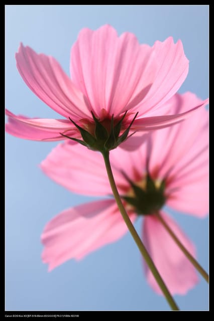 《遊記—台中》2010新社花海