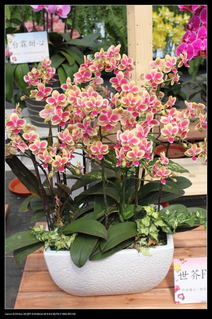 《遊記—台中》2010新社花海