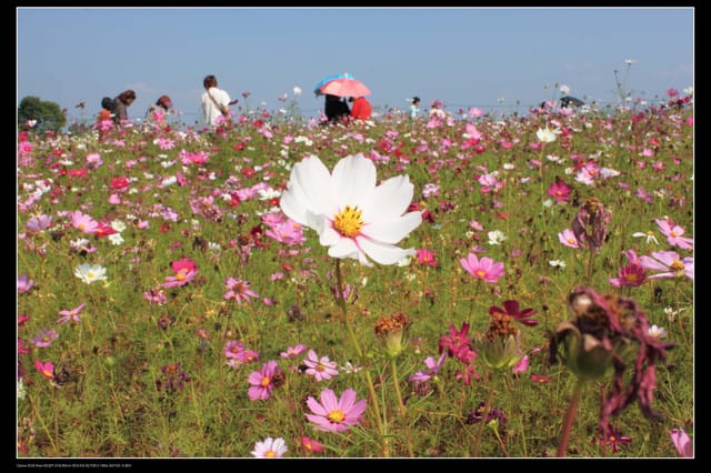 《遊記—台中》2010新社花海
