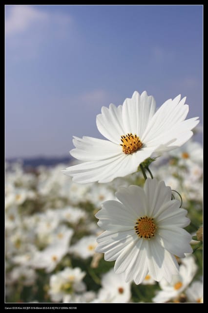 《遊記—台中》2010新社花海