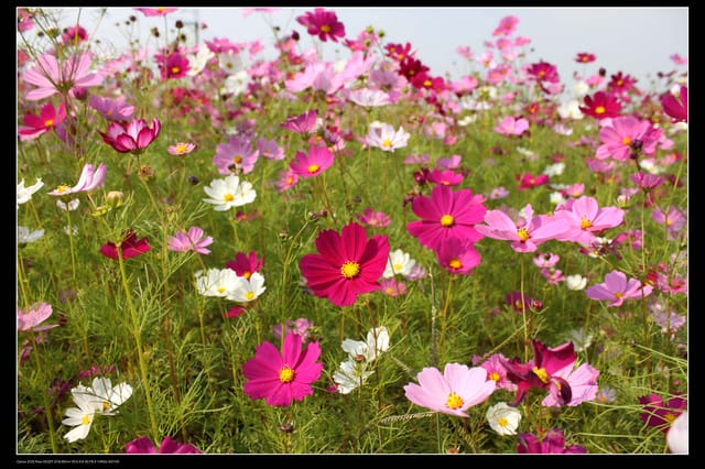 《遊記—台中》2010新社花海