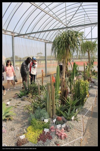 《遊記—台中》2010新社花海