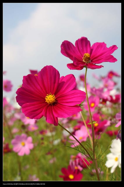 《遊記—台中》2010新社花海