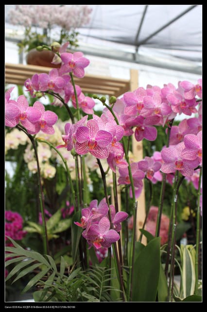 《遊記—台中》2010新社花海