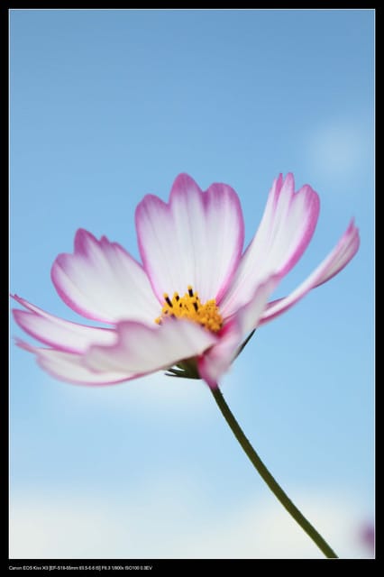 《遊記—台中》2010新社花海