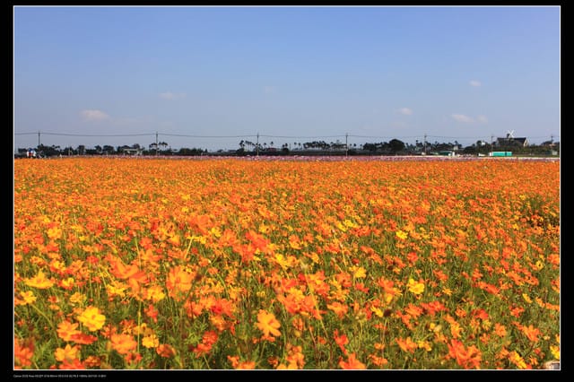 《遊記—台中》2010新社花海
