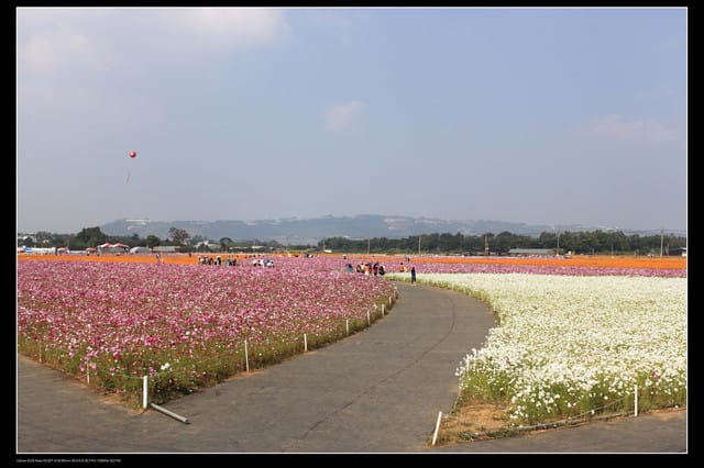 《遊記—台中》2010新社花海