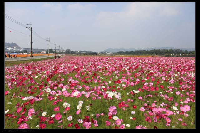 《遊記—台中》2010新社花海