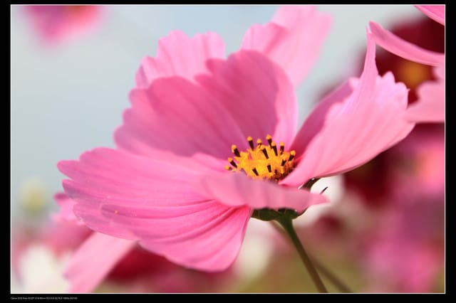 《遊記—台中》2010新社花海