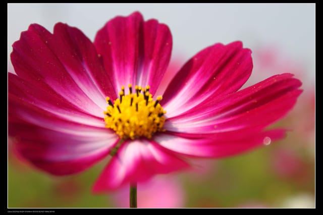 《遊記—台中》2010新社花海