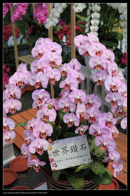 《遊記—台中》2010新社花海