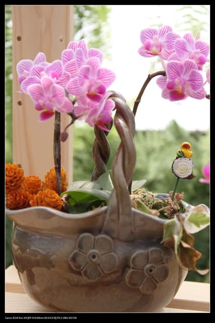 《遊記—台中》2010新社花海