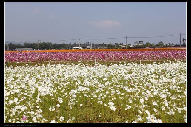 《遊記—台中》2010新社花海