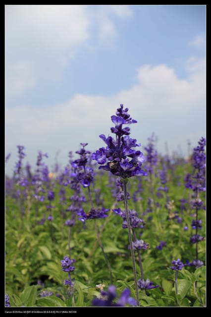 《遊記—台中》2010新社花海