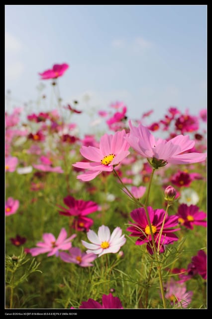 《遊記—台中》2010新社花海
