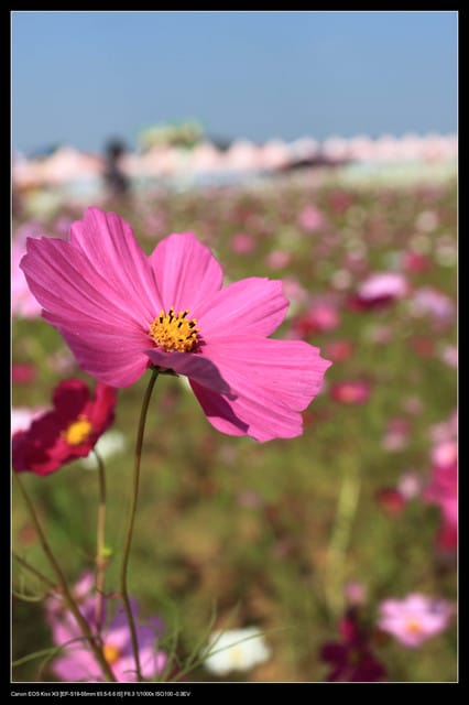 《遊記—台中》2010新社花海