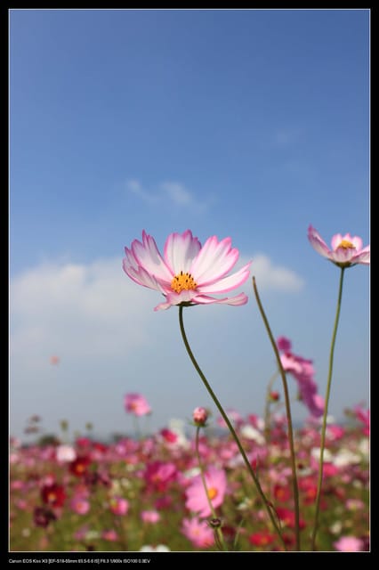 《遊記—台中》2010新社花海