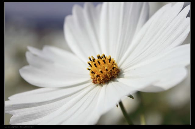 《遊記—台中》2010新社花海