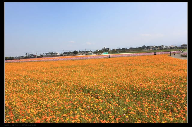 《遊記—台中》2010新社花海