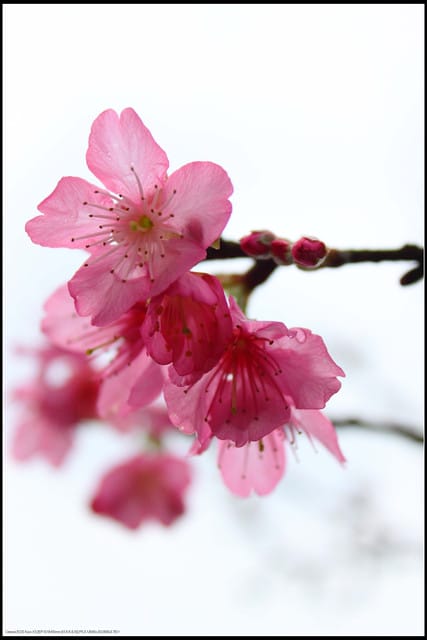 《遊記— 宜蘭》北關休閒農場