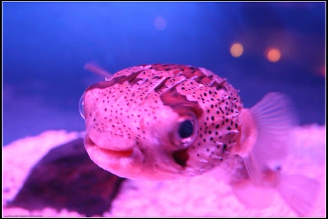 《遊記— 宜蘭》北關休閒農場