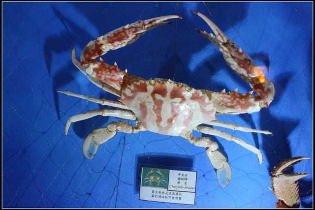 《遊記— 宜蘭》北關休閒農場