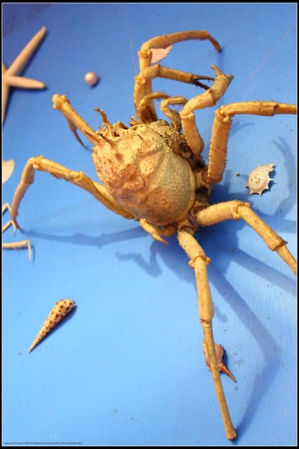 《遊記— 宜蘭》北關休閒農場