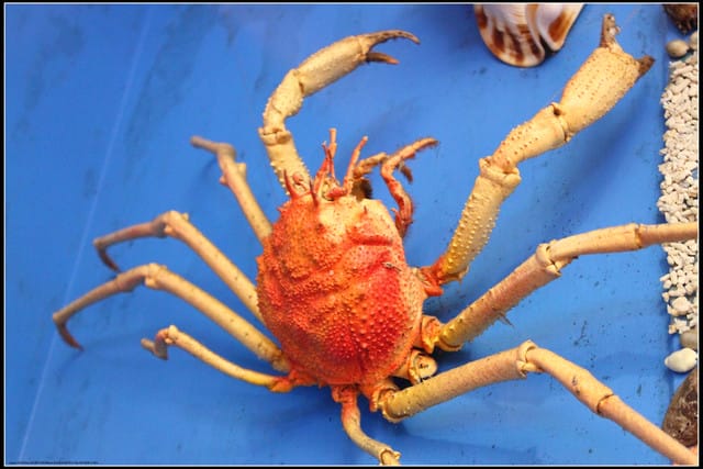 《遊記— 宜蘭》北關休閒農場