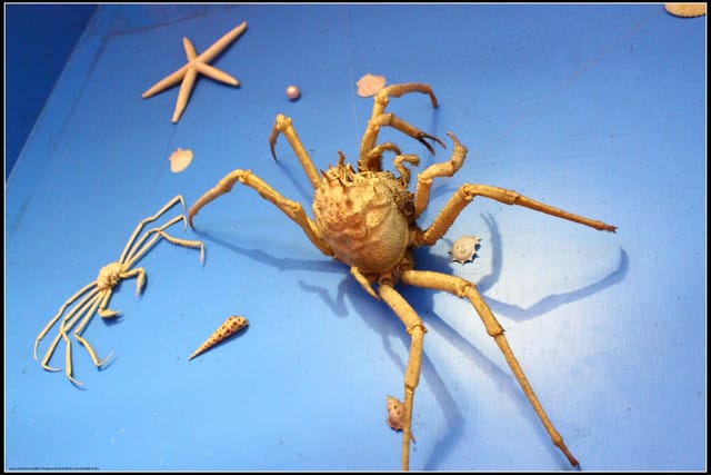 《遊記— 宜蘭》北關休閒農場