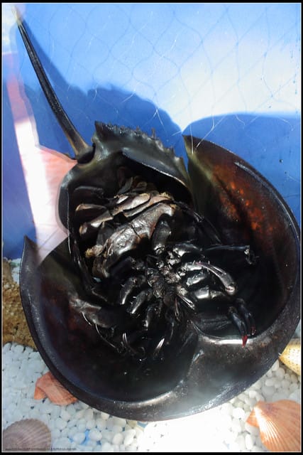 《遊記— 宜蘭》北關休閒農場