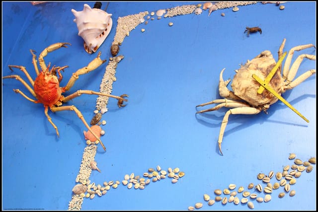 《遊記— 宜蘭》北關休閒農場