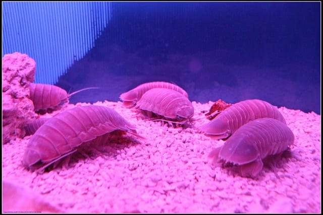 《遊記— 宜蘭》北關休閒農場