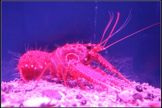 《遊記— 宜蘭》北關休閒農場