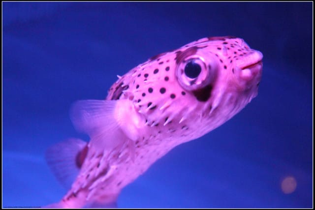 《遊記— 宜蘭》北關休閒農場