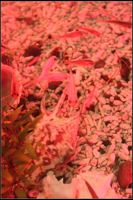 《遊記— 宜蘭》北關休閒農場