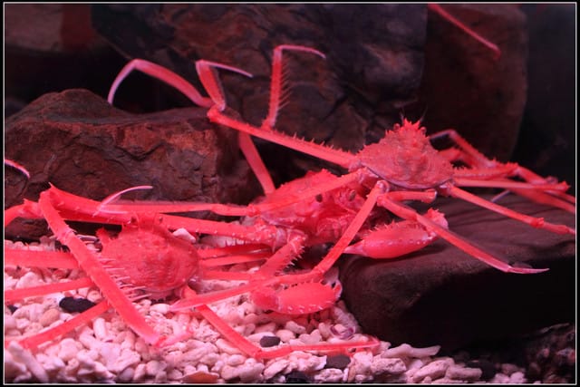 《遊記— 宜蘭》北關休閒農場