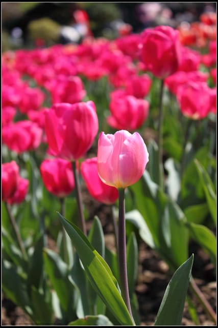 《遊記— 桃園》桃源仙谷~鬱金香盛開囉! - 第45張圖 《遊記— 桃園》桃源仙谷~鬱金香盛開囉!