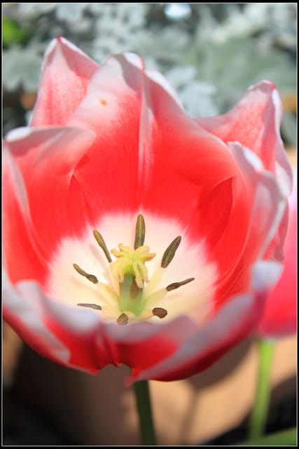 《遊記— 桃園》桃源仙谷~鬱金香盛開囉! - 第9張圖 《遊記— 桃園》桃源仙谷~鬱金香盛開囉!