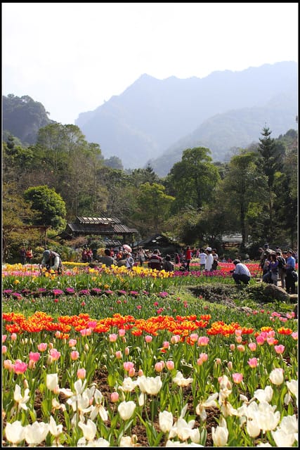 《遊記— 桃園》桃源仙谷~鬱金香盛開囉! - 第48張圖 《遊記— 桃園》桃源仙谷~鬱金香盛開囉!