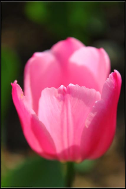 《遊記— 桃園》桃源仙谷~鬱金香盛開囉! - 第22張圖 《遊記— 桃園》桃源仙谷~鬱金香盛開囉!