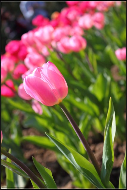 《遊記— 桃園》桃源仙谷~鬱金香盛開囉! - 第43張圖 《遊記— 桃園》桃源仙谷~鬱金香盛開囉!