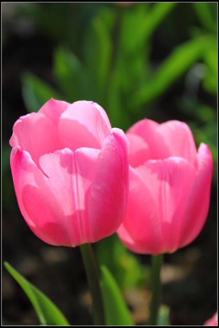 《遊記— 桃園》桃源仙谷~鬱金香盛開囉! - 第21張圖 《遊記— 桃園》桃源仙谷~鬱金香盛開囉!