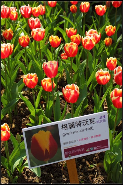 《遊記— 桃園》桃源仙谷~鬱金香盛開囉! - 第28張圖 《遊記— 桃園》桃源仙谷~鬱金香盛開囉!