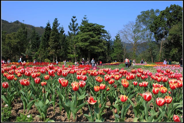《遊記— 桃園》桃源仙谷~鬱金香盛開囉! - 第38張圖 《遊記— 桃園》桃源仙谷~鬱金香盛開囉!