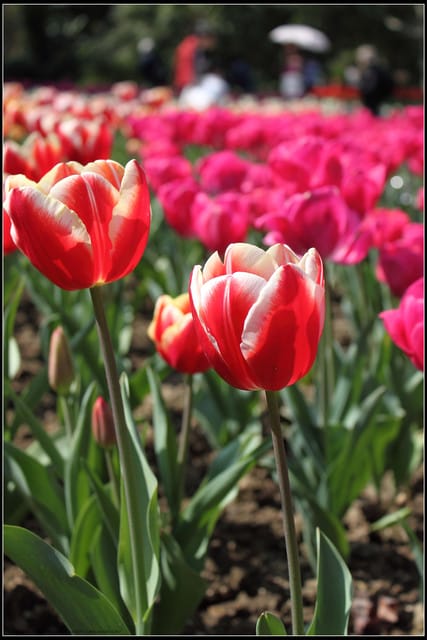 《遊記— 桃園》桃源仙谷~鬱金香盛開囉! - 第39張圖 《遊記— 桃園》桃源仙谷~鬱金香盛開囉!