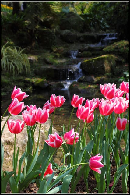 《遊記— 桃園》桃源仙谷~鬱金香盛開囉! - 第51張圖 《遊記— 桃園》桃源仙谷~鬱金香盛開囉!