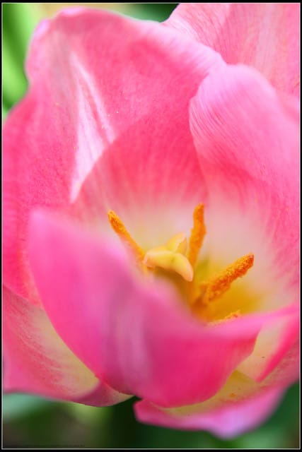 《遊記— 桃園》桃源仙谷~鬱金香盛開囉! - 第15張圖 《遊記— 桃園》桃源仙谷~鬱金香盛開囉!