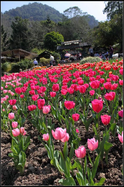 《遊記— 桃園》桃源仙谷~鬱金香盛開囉! - 第44張圖 《遊記— 桃園》桃源仙谷~鬱金香盛開囉!
