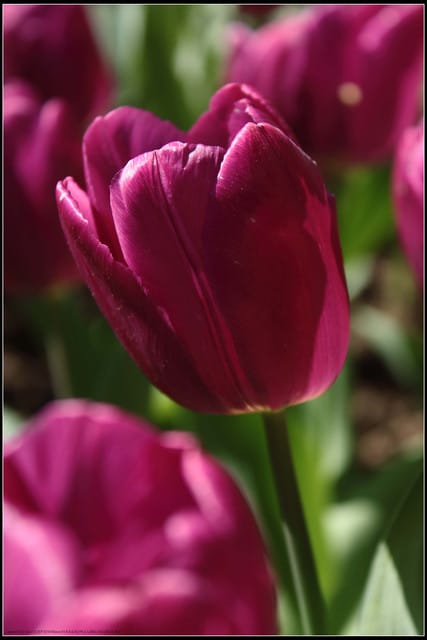 《遊記— 桃園》桃源仙谷~鬱金香盛開囉! - 第32張圖 《遊記— 桃園》桃源仙谷~鬱金香盛開囉!