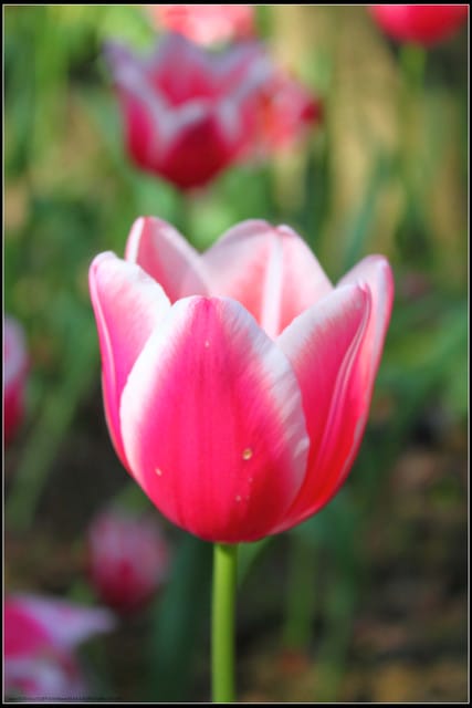 《遊記— 桃園》桃源仙谷~鬱金香盛開囉! - 第18張圖 《遊記— 桃園》桃源仙谷~鬱金香盛開囉!